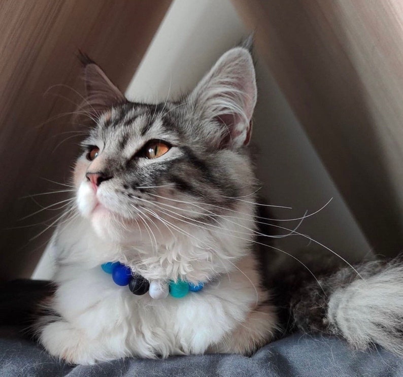 May include: A gray and white tabby cat with green eyes wearing a blue, white, and black beaded collar. The cat is looking up and has its mouth slightly open.