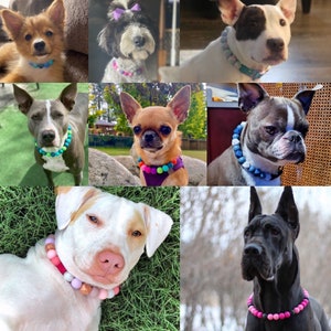 May include: A collection of dogs wearing colorful beaded collars. The collars are made of silicone and feature different colors and patterns. The dogs are of various breeds and sizes, including a chihuahua, a golden retriever, a black lab, and a Great Dane.