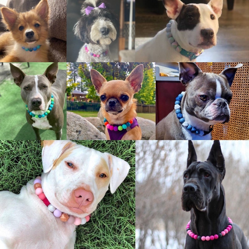May include: A collection of dogs wearing colorful beaded collars. The collars are made of silicone and feature different colors and patterns. The dogs are of various breeds and sizes, including a chihuahua, a golden retriever, a black lab, and a Great Dane.
