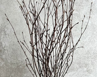 Dried Birch Twigs Bunch Spring Branches For Natural Vase Arrangement Silver Birch Bundle Of 10 Stems