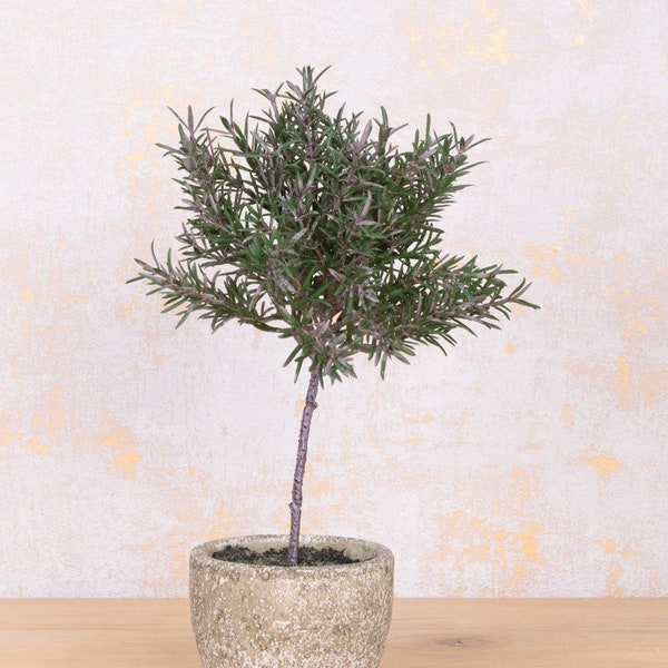 Faux Rosemary Topiary Tree In Rustic Stone Pot Mini Artificial Rosemary Herb Plant Kitchen Decor Housewarming Gift
