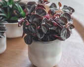 Beige Ceramic Glazed Ombre Plant Pot Size 11.5 x 10.5cm
