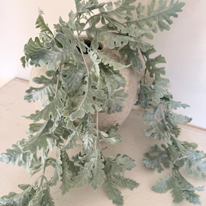 May include: A decorative arrangement featuring cascading, silvery-green Dusty Miller foliage in a textured, light-coloured ceramic pot. The leaves have a soft, velvety appearance, creating a natural, elegant aesthetic.