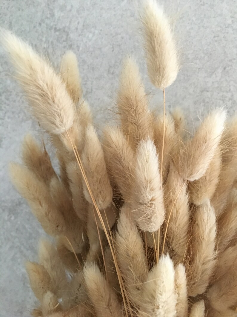 Dried Natural Bunny Tails 50/100 Stems Large Bunch Lagurus Etsy