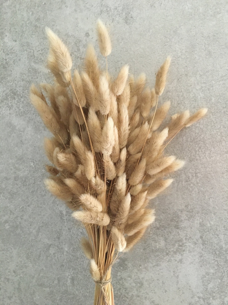 Dried Natural Bunny Tails 50/100 Stems Large Bunch Lagurus Etsy