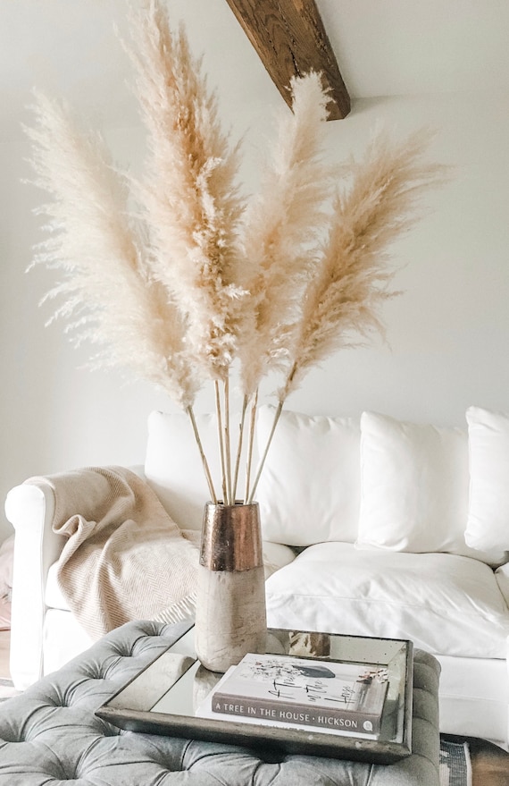 Dried Pampas Grass Large Fluffy 40-50cm Plumes Natural Unbleached Cream  Golden Toned Cortaderia Selloana 100-110cm Long -  Italia
