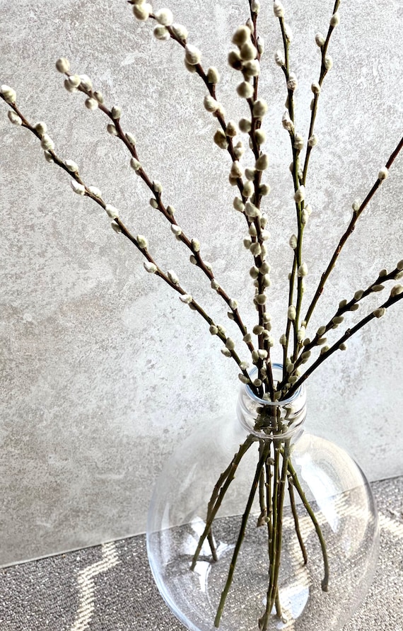 Natural Dried Pussy Willow Bunch Salix Caprea Branches Winter Catkin Twigs  Christmas Decor Vase Arrangement 