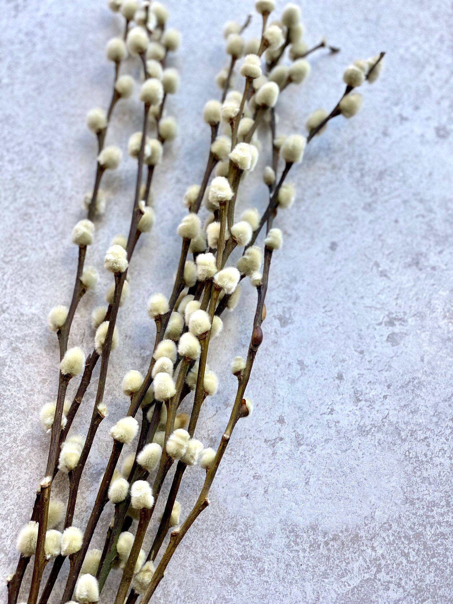 Natural Dried Real Pussy Willow Bunch Salix Caprea Branches Etsy