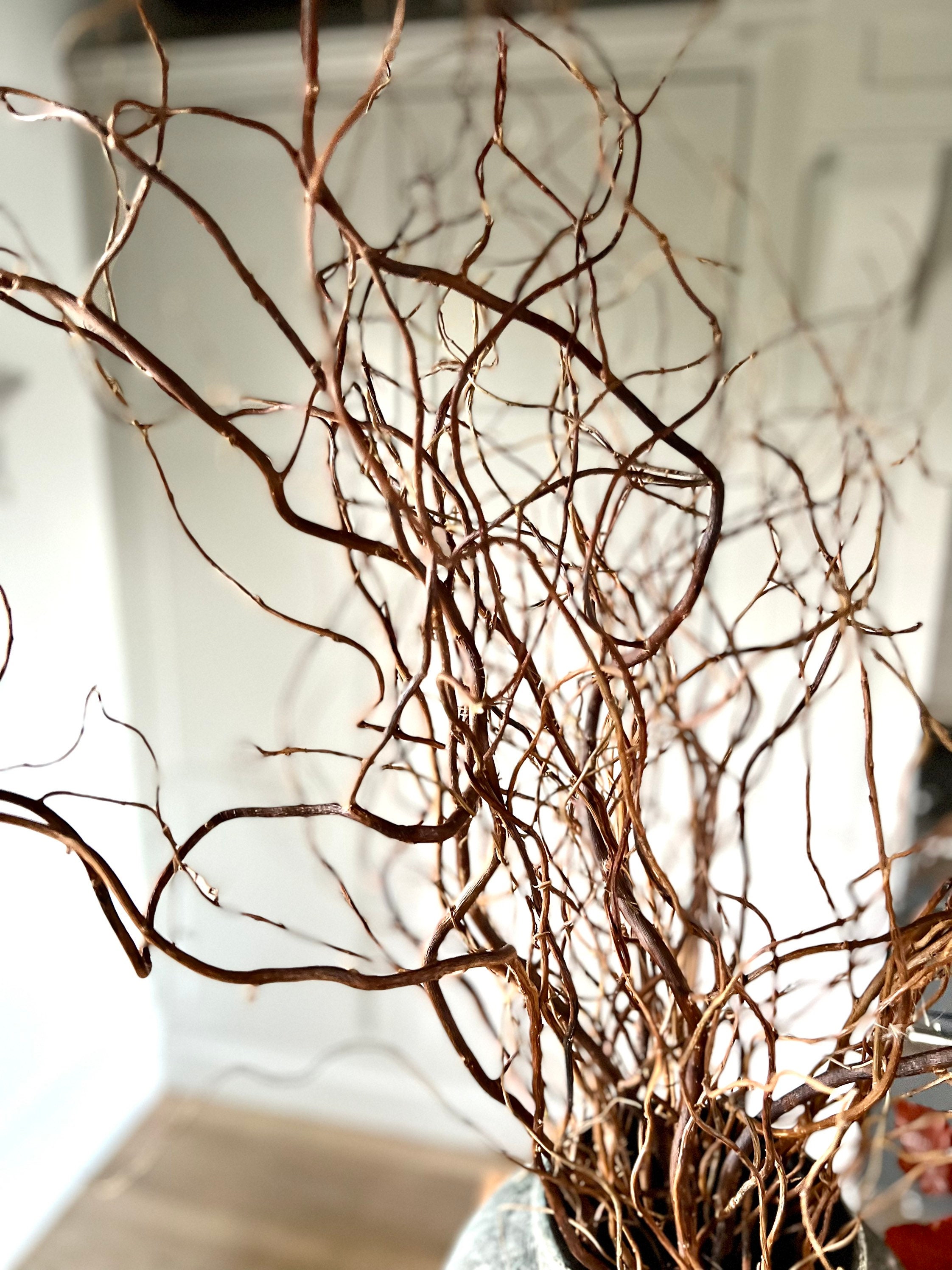 Twisted Willow Branches Curly Twigs Corkscrew Salix Bunch Etsy UK