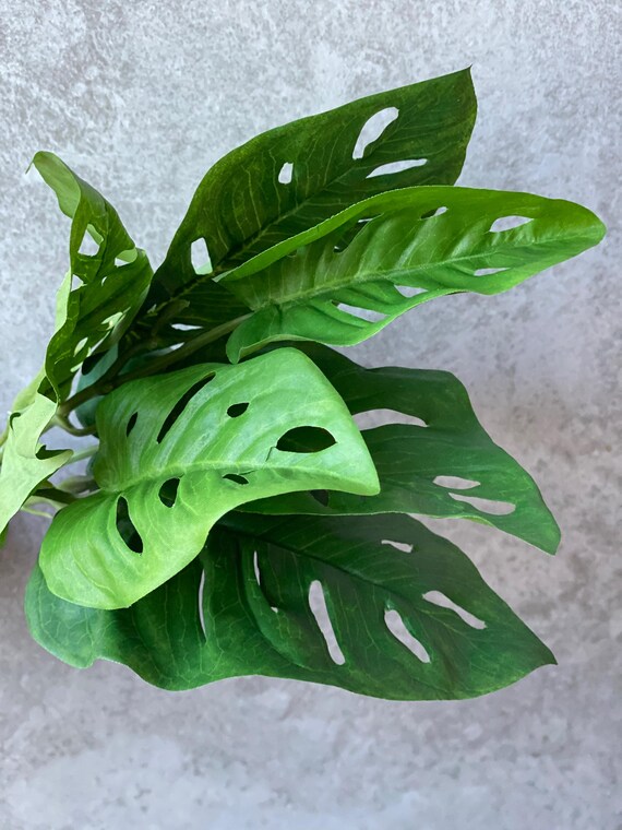 Mini Monstera Plant Artificial Monkey Leaf Indoor Faux Swiss Cheese Plant  Small Tropical House Plant Dcor for Shelf Styling Office Decor - Etsy UK