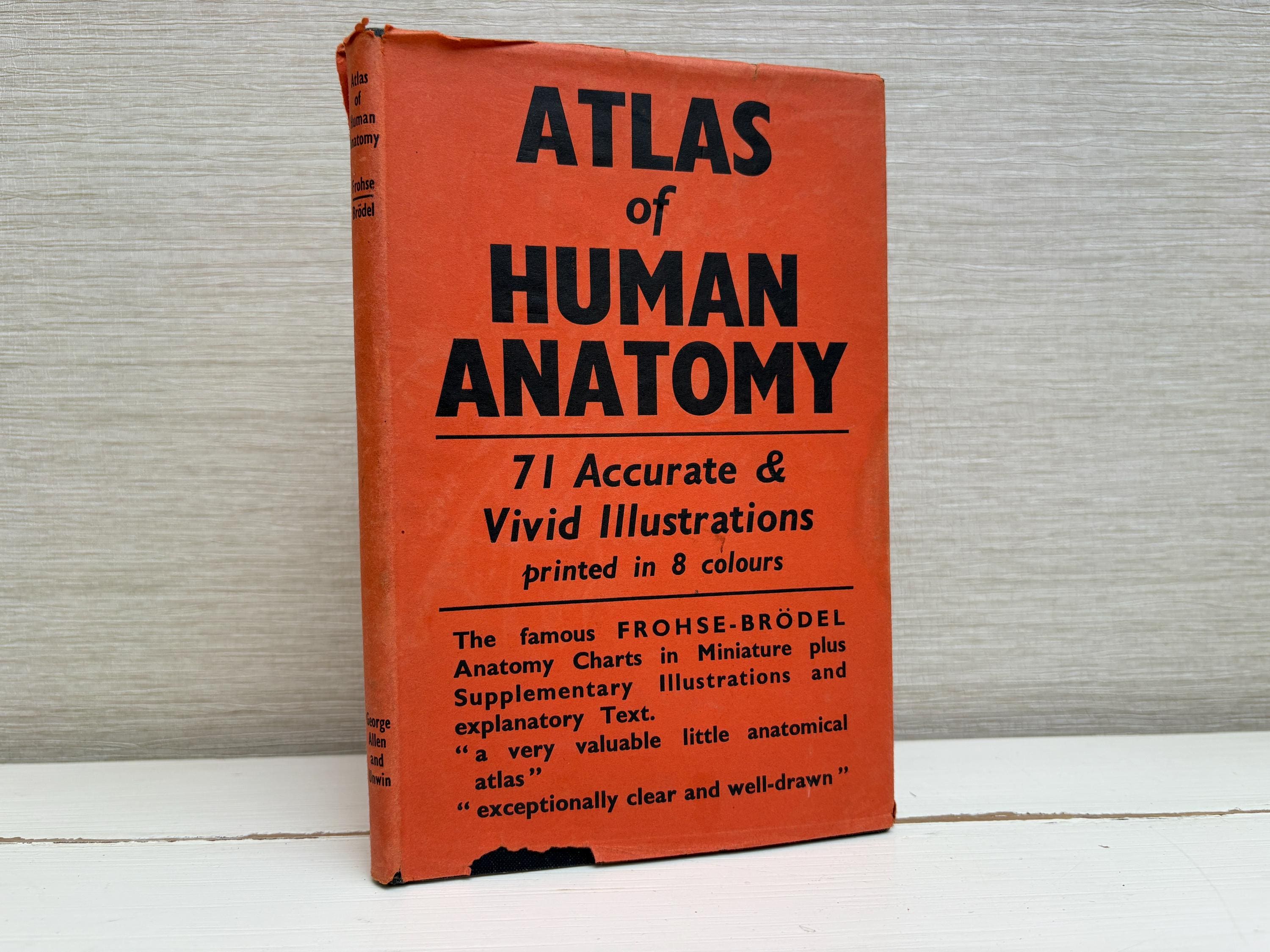 Atlas of Human Anatomy by Franz Frohse , Max Brodel and Leon Schlossberg  Vintage Hardback Book 1932 - George Allen \u0026 Unwin - Etsy, image size:3000x2250