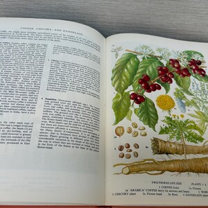 May include: Open book with illustrations of coffee plants, berries, and roots. The text reads "Coffee, Chicory, and Dandelion." Detailed botanical drawings show plant parts and seeds, with labels and measurements.