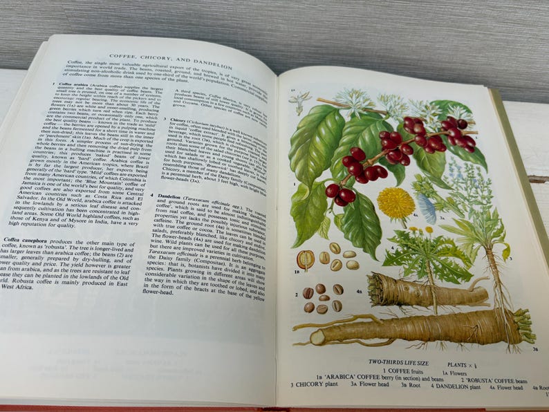 May include: Open book with illustrations of coffee plants, berries, and roots. The text reads "Coffee, Chicory, and Dandelion." Detailed botanical drawings show plant parts and seeds, with labels and measurements.