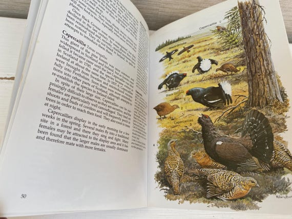 RSPB 英国鳥類図鑑 ペーパーバック ピーター・ホールデン、J T R