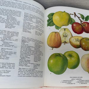 May include: Open book page with illustrations of various apple varieties. The apples are in different colors, including green, red, and yellow. Some apples are whole, while others are sliced, showing the inside. Text on the page describes the apple varieties.