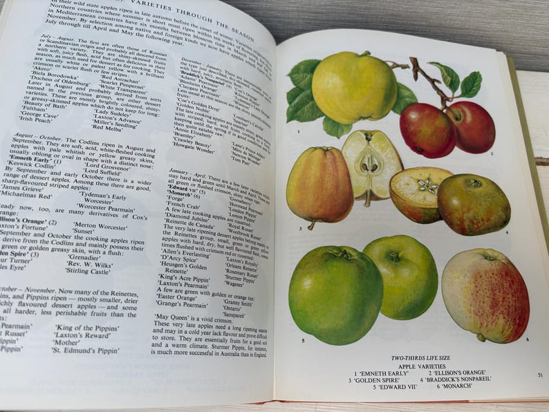 May include: Open book page with illustrations of various apple varieties. The apples are in different colors, including green, red, and yellow. Some apples are whole, while others are sliced, showing the inside. Text on the page describes the apple varieties.