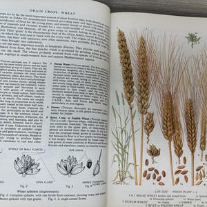 May include: An open book page featuring detailed illustrations of wheat varieties. The image showcases various wheat plant parts, including spikelets, grains, and florets, with accompanying text describing each type. The page is from a botanical reference.