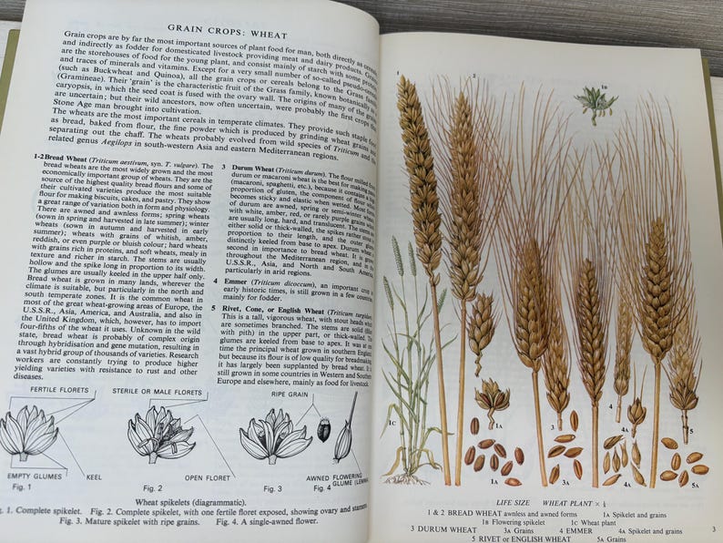 May include: An open book page featuring detailed illustrations of wheat varieties. The image showcases various wheat plant parts, including spikelets, grains, and florets, with accompanying text describing each type. The page is from a botanical reference.