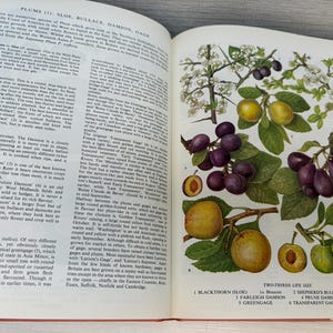 May include: Open book page with illustrations of plums, including sloe, bullace, damson, and gage varieties. The images show the fruits in various stages, from blossoms to ripe plums, with detailed botanical drawings.
