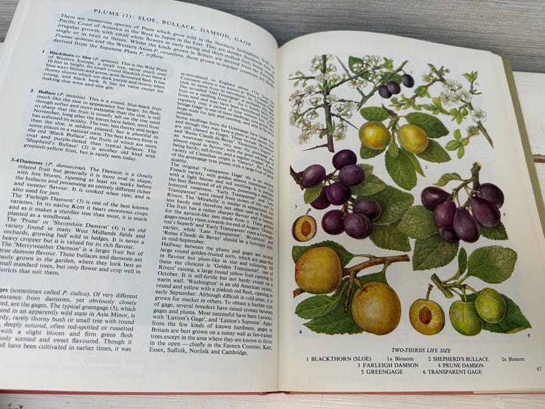 May include: Open book page with illustrations of plums, including sloe, bullace, damson, and gage varieties. The images show the fruits in various stages, from blossoms to ripe plums, with detailed botanical drawings.