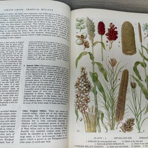 May include: An open book illustration of various tropical millets, including sorghum and finger millet, with detailed botanical drawings and text. The page features detailed diagrams of the plants and their parts.