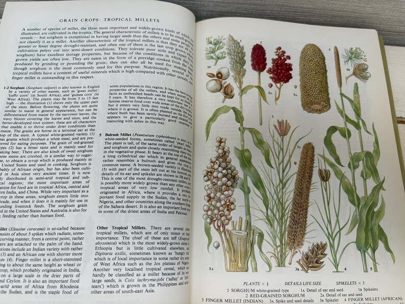 May include: An open book illustration of various tropical millets, including sorghum and finger millet, with detailed botanical drawings and text. The page features detailed diagrams of the plants and their parts.