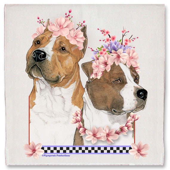 Boutique vetement amstaff new arrivals