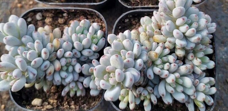 Blue Bean Succulent / Graptopetalum Pachyphyllum / Rare Korean | Etsy