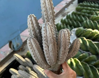 Euphorbia Abdelkuri, Euphorbia Abdelkuri Cluster, Weird Looking Cactus, Unique Cactus