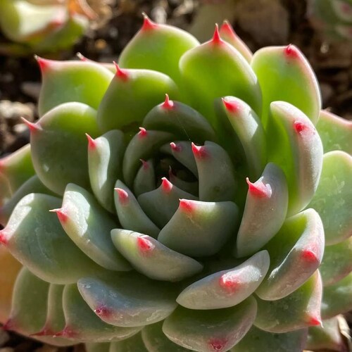 Echeveria Honey Peach Echeveria Chihuahuaensis Hybrid Etsy