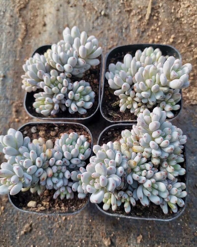 Blue Bean Succulent / Graptopetalum Pachyphyllum / Rare Korean | Etsy