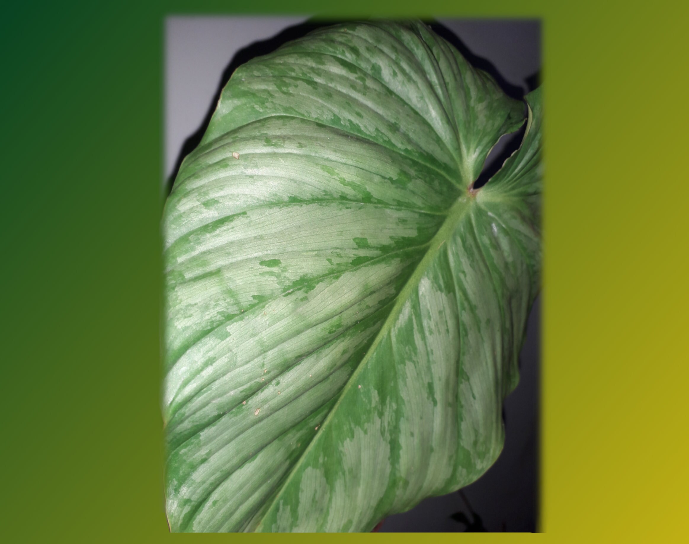 Discount Rare Sodiroi X Ornatum Philodendron Etsy