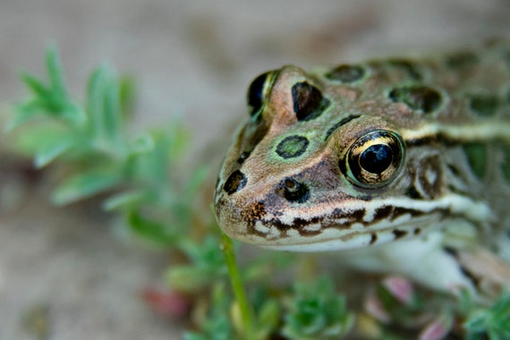 Nordlicher Leopardenfrosch Etsy