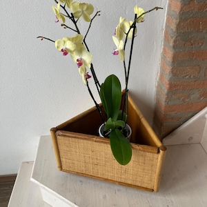 Può includere: Un vaso triangolare in vimini intrecciato con una pianta di orchidea gialla all'interno. Il vaso è realizzato con materiali naturali e ha un aspetto rustico.