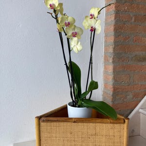 Może przedstawiać: Trójkątny, pleciony z bambusa pojemnik na rośliny z żółtą orchideą w środku. Pojemnik ma naturalny brązowy kolor i jest wykonany z plecionego bambusa.
