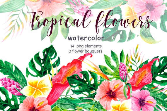 Hibisicus flower clipart instant download digital file tropical floral summer watercolor png