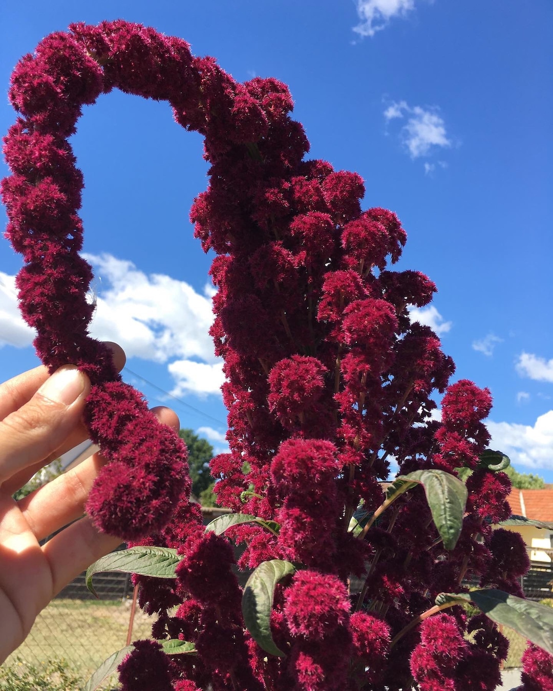100 Semillas Orgánicas DE CABEZA DE ELEFANTE AMARANTHUS Amaranthus Gangeticus Borgoña Flor Roja - México
