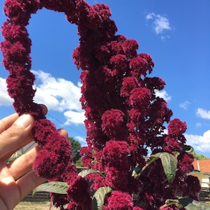 Puede incluir: Primer plano de una planta de amaranto alta y de color rojo vibrante con flores esponjosas y plumosas. La planta crece al aire libre contra un cielo azul con nubes blancas.