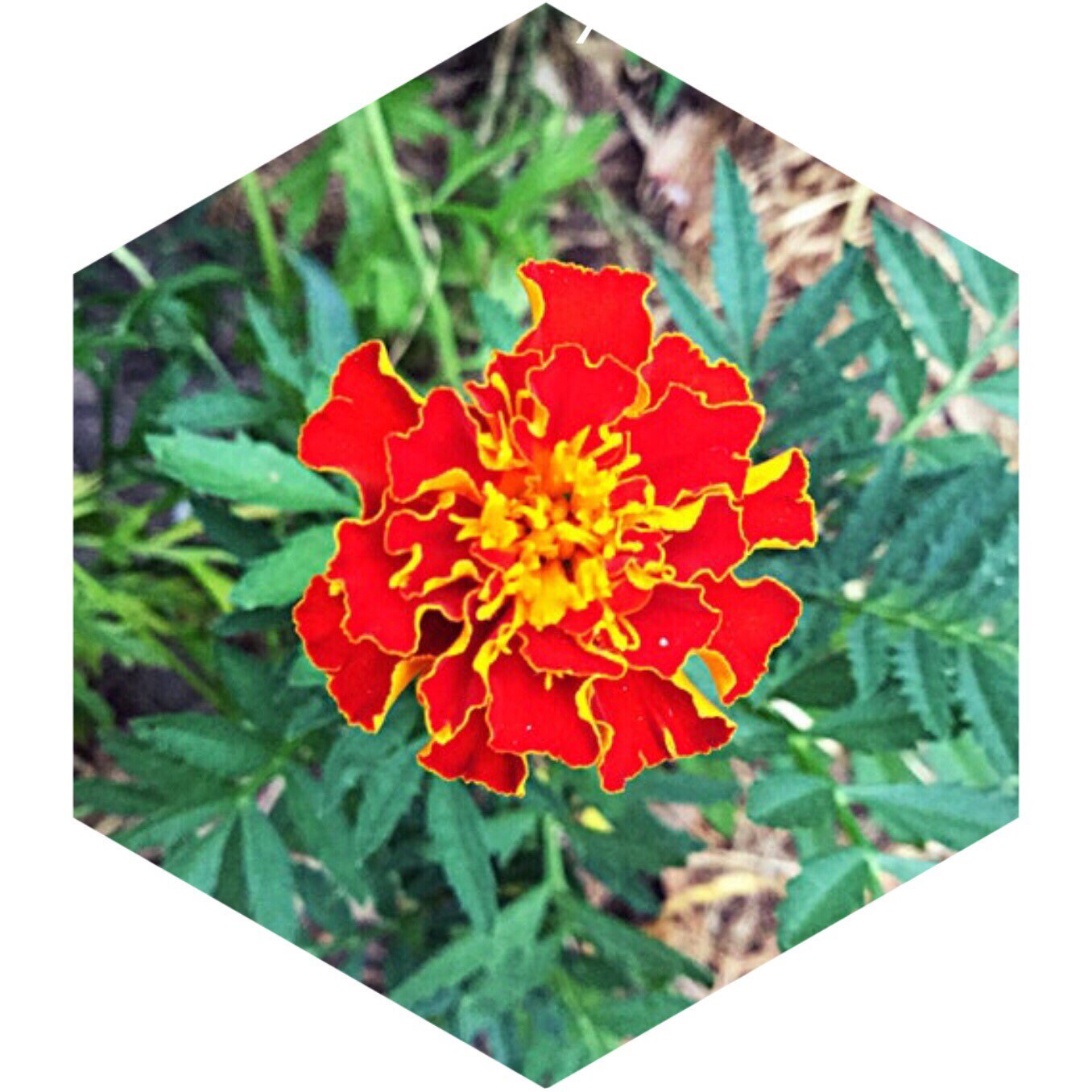 100 Graines d'oeillets d'inde Variés Tagetes Patula Semences Naturelles Reproductibles Récolte 2021