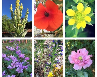 Pack de graines de fleurs pour bombes à graines