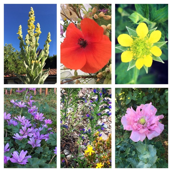 Pack de graines de fleurs pour bombes à graines