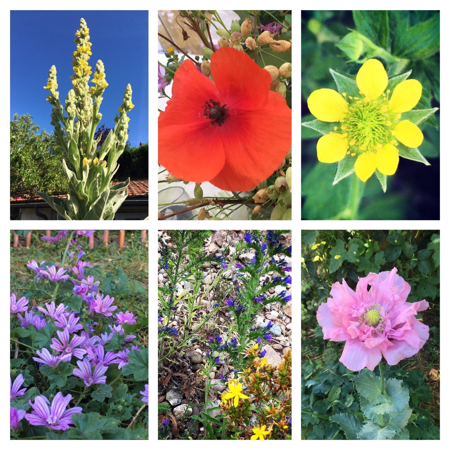 Pack de Graines Fleurs Pour Bombes à Graines