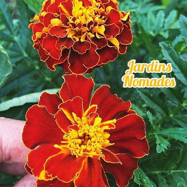 150 graines d’oeillets d’Inde variés tagetes patula semences naturelles reproductibles récolte 2022