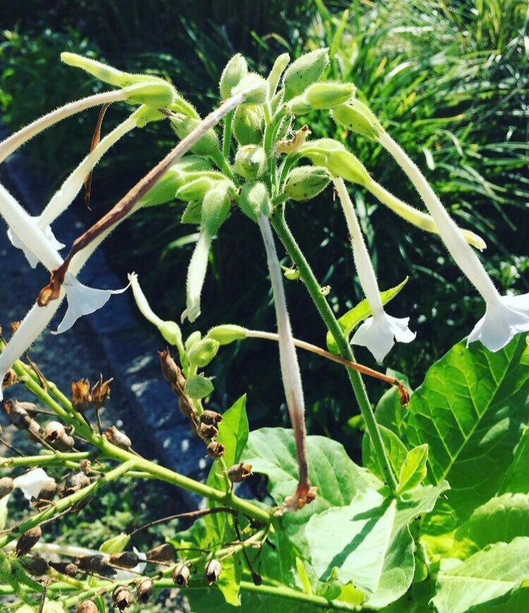 Graines de Tabac Ornemental Nicotiana Sylvestris , Sachet 1000 Graines Reproductibles Non Traitées