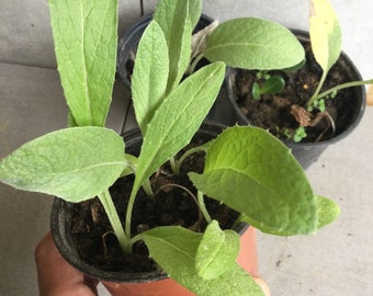 6 onbehandelde planten van doornloze kardoen cynara cardunculus 2024