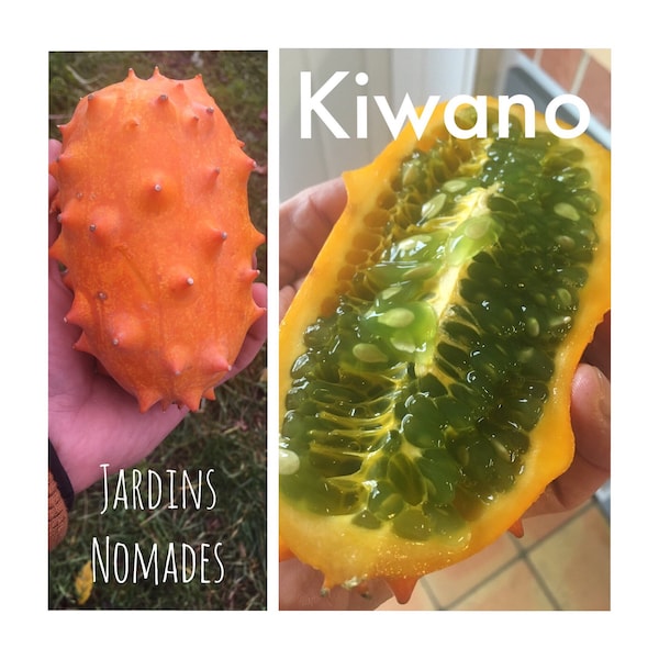 30 graines de Kiwano  Concombre cornu d’Afrique Melon a cornes  cucumis metuliferus