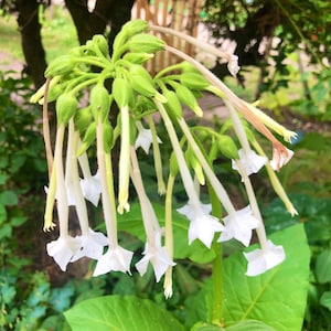 May include: A close-up of a flowering plant with white, trumpet-shaped blossoms hanging from green stems. The plant has large, green leaves and is set against a blurred background of foliage and a fence.