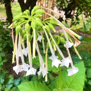 Nicotiana sylvestris ornamental tobacco seeds, bag of 1000 untreated reproducible seeds