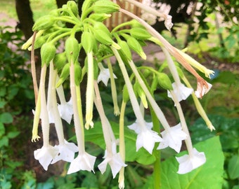 Semillas de tabaco ornamental (Nicotiana sylvestris), paquete de 1000 semillas sin tratar, de polinización abierta