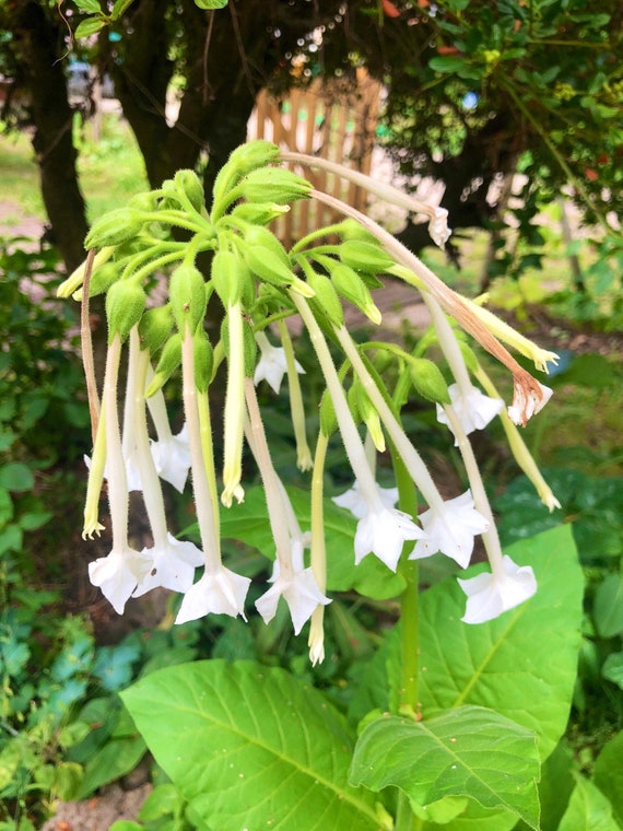ornamental tobacco seeds Buy Ornamental Tobacco Seeds (nicotiana Sylvestris), Pack of 1000  Untreated, Open-pollinated Seeds Online in India